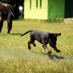 Training Your Dog Not to Jump: Expert Tips Revealed