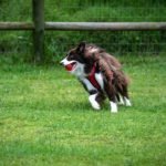 Training Your Dog off Leash: Unleash Freedom Safely