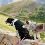 Training a Great Pyrenees Dog: Expert Tips & Tricks