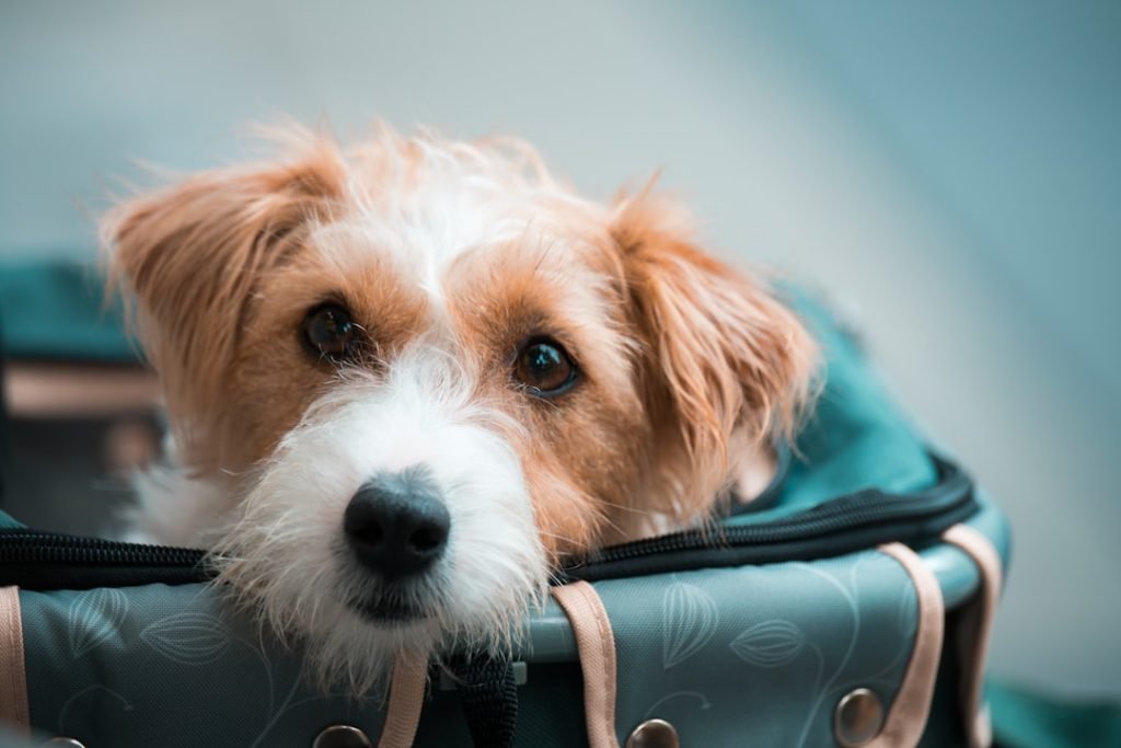 Travel Health Certificate for Dogs: Essential Guide