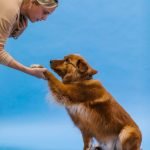 Tricks to Train Your Dog: Unleash Expert Techniques