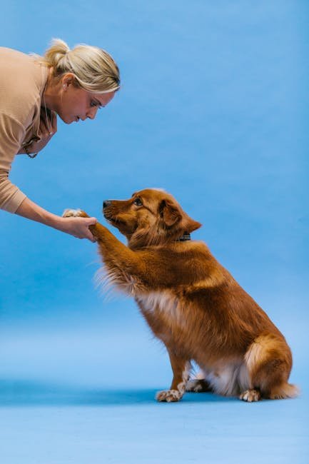 Tricks to Train Your Dog: Unleash Expert Techniques