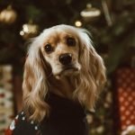 Ugly Dog Breeds: Discover Their Unique Charm