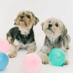 Velcro Dog Breeds: Discover the Most Loyal Companions