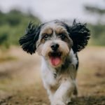 Victor Active Dog And Puppy: Unleash Vitality Today