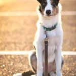 What Does Heel Mean in Dog Training: Unleash Obedience