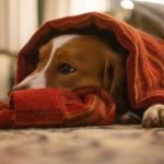 What Does Pet Insurance Cover for Dogs: Unveiling Essentials