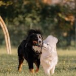 What Dogs are Selective Breeding: Unveiling the Secrets