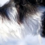 When are Fleas Most Active on Dogs: Seasonal Insights