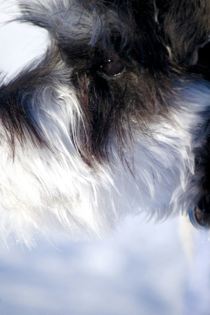 When are Fleas Most Active on Dogs: Seasonal Insights