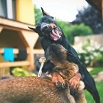 Why Do Dogs Dig Holes in the Yard: Uncovering Secrets