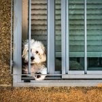 Why Does Home Insurance Ask About Dogs: Hidden Risks