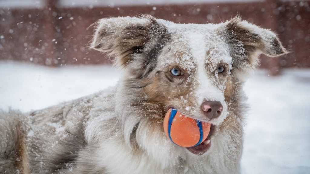 Winter Indoor Activities for Dogs: Fun & Engaging Ideas