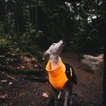 Xoloitzcuintli Dog Breeder: Discover Quality Companions