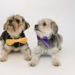 Yorkie Dog Grooming Styles: Trendy Looks & Tips