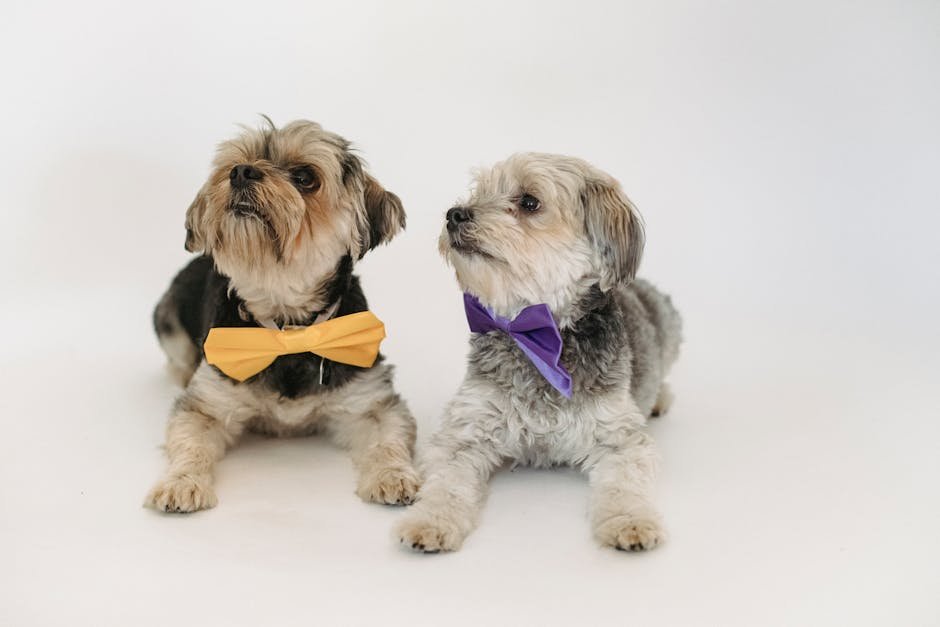 Yorkie Dog Grooming Styles: Trendy Looks & Tips