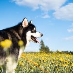 Yorkies Hypoallergenic Dog Breeds: Perfect Allergy-Friendly Pets